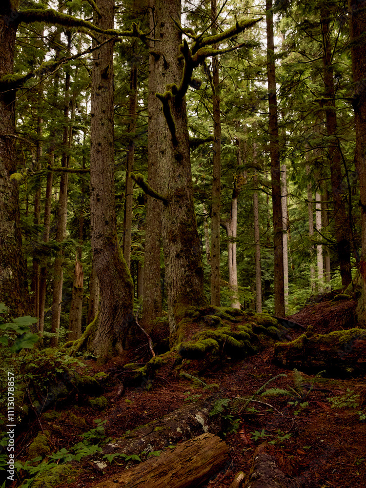 Lush PNW forest Lush PNW forest