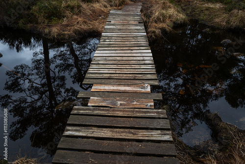 Swamp and forest photo