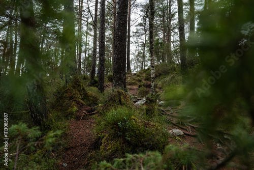 Norwegian woods photo