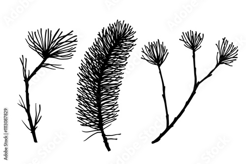 Set of silhouettes, doodles of coniferous branches of spruce and pine. Vector graphics.