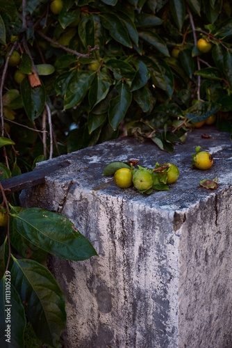 An afternoon at the park, Rome. Quince from a tree photo