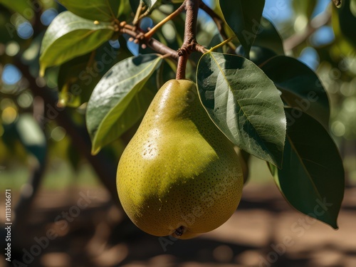 pear on tree photo