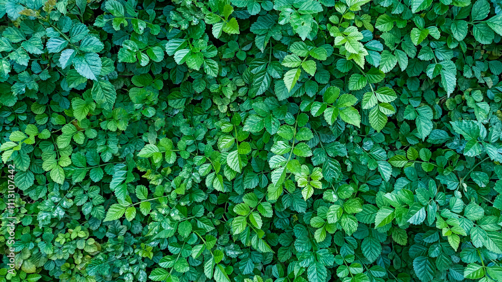 custom made wallpaper toronto digitala wall all covered by overgrown leaves