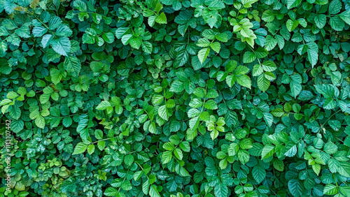 Wallpaper Mural a wall all covered by overgrown leaves Torontodigital.ca