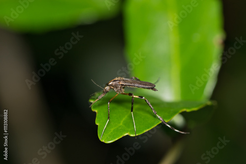 Mosquito Psorophora howardii insect nature West Nile virus Ross River fever Zika Malaria.	 photo