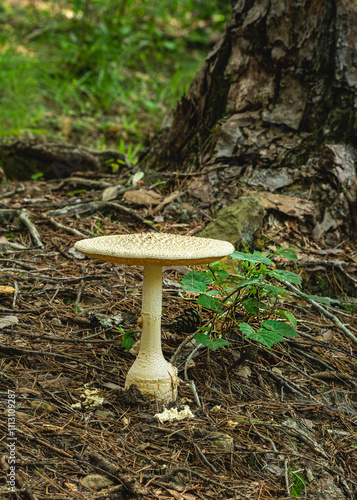 A large creamy white Amanita mushroom on the pine forest floor, showing the pointed scales on the cap, the stem, and the volva or bulb at the base, with the gills partially visible.