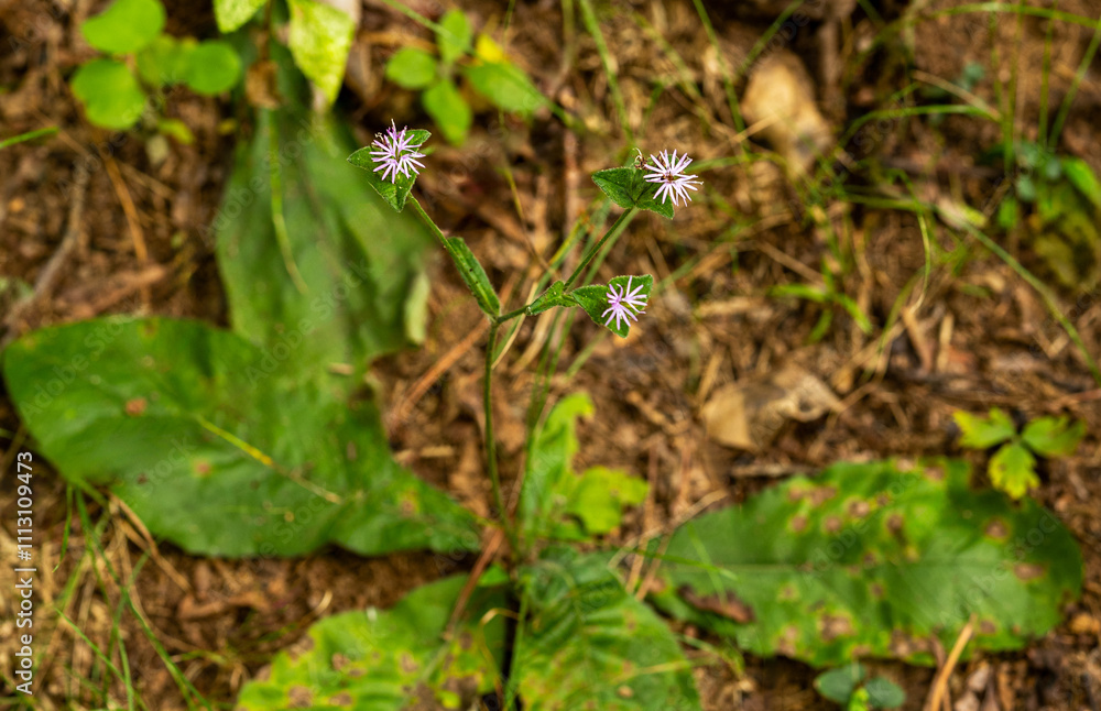 The pale pink flowers of Wooly elephants foot, Elephantopus tomentosus, with three characteristic bracts and large basal leaves lying flat on the ground. The pale pink flowers of Wooly elephants foot, Elephantopus tomentosus, with three characteristic bracts and large basal leaves lying flat on the ground.