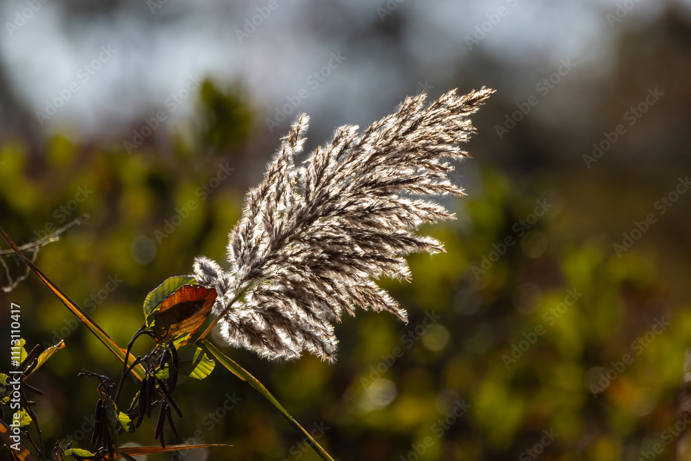 Fotografie grass in the wind