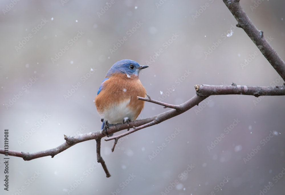 bluebird on branch in snow bluebird on branch in snow
