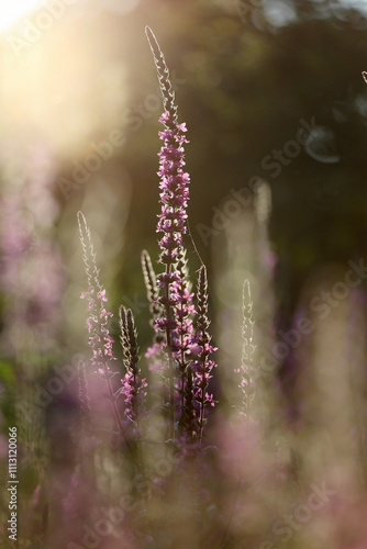 Purple flower spike in late sunlight photo