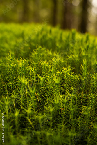 Close-Up of Moss
 photo