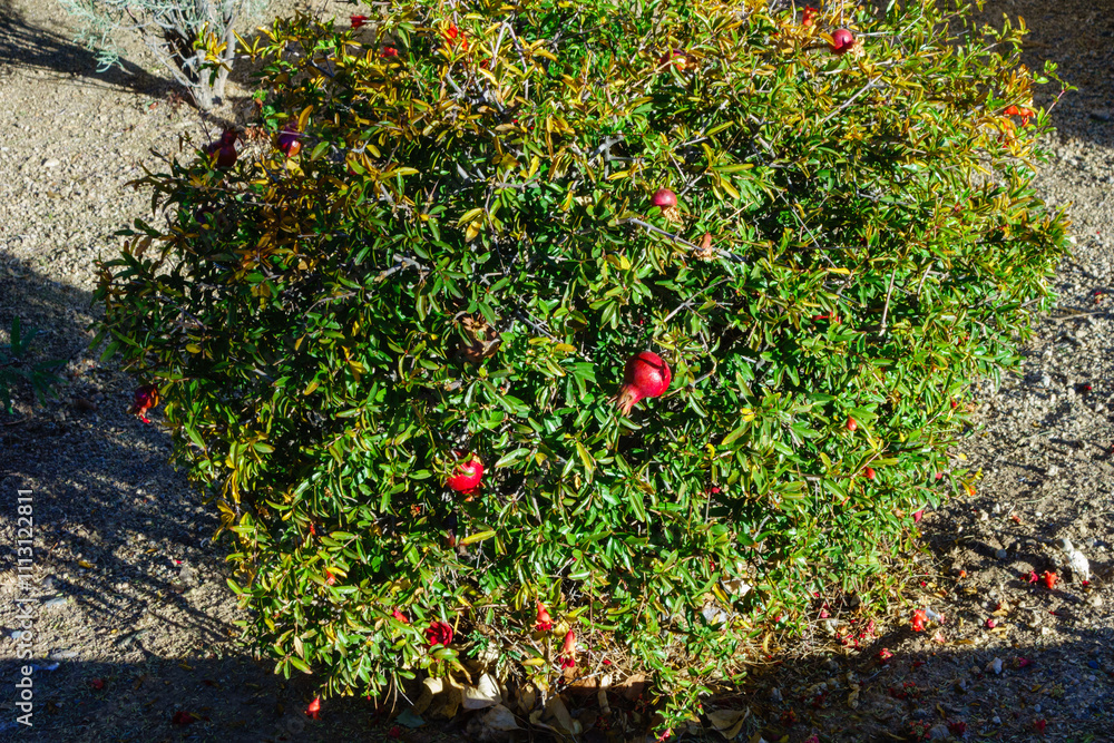 Dwarf pomegranate shrub with red fruits and flowers between twigs; such shrubs used as ornamental plants in American Southwest Dwarf pomegranate shrub with red fruits and flowers between twigs; such shrubs used as ornamental plants in American Southwest