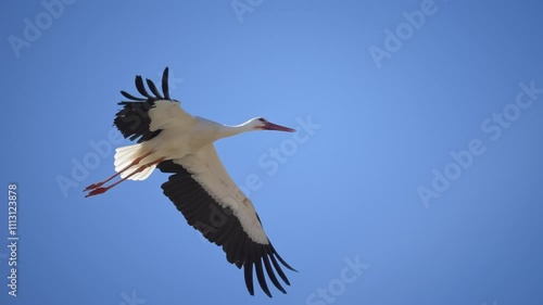 A stork in flight very close, 4K very slomo