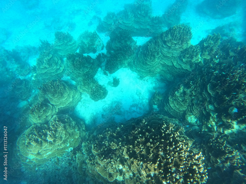 Fototapeta premium 石垣島の水中世界、個性あふれるパラオハマサンゴ