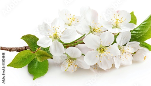 Branch with cherry blossoms isolated on white background with clipping path and full depth of field 