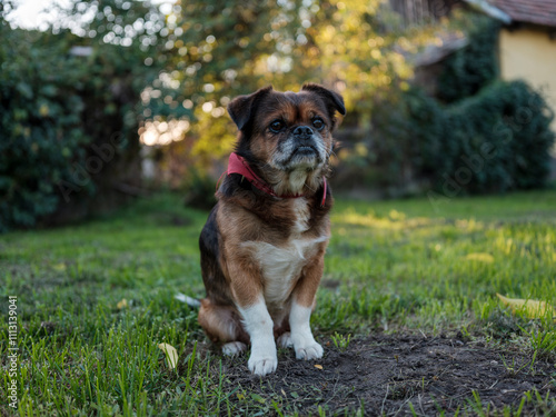 Dog sitting in backyard photo