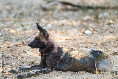 African Wild Dog Lying On The Ground   photo