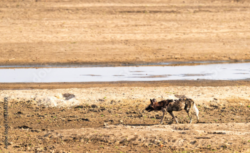 Wild Dog In South Luangwa National Park   photo