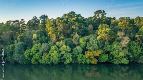 Lush Green Forest Along Calm Riverbank in Natural Landscape Scene