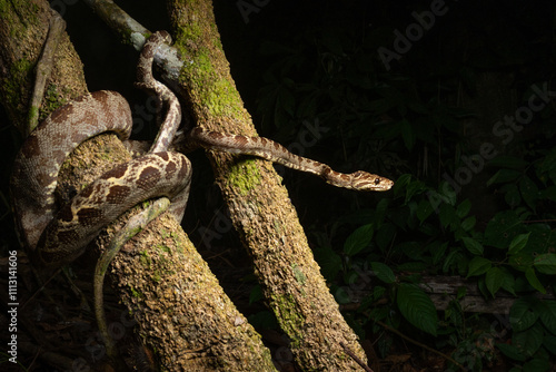 Amazon tree boa photo