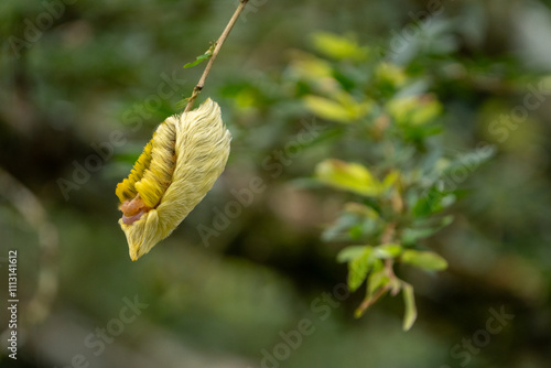 Southern flannel moth Caterpillar photo