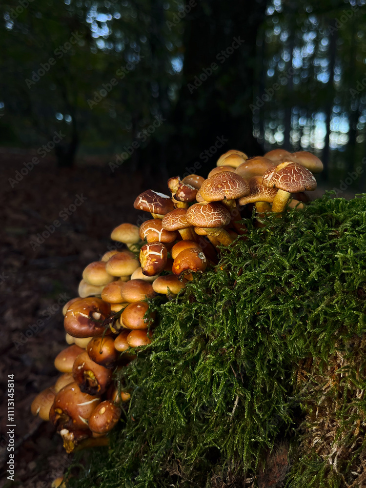 Mushrooms growing on a mossy log in a tranquil forest Mushrooms growing on a mossy log in a tranquil forest
