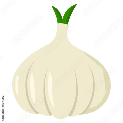 garlic illustration