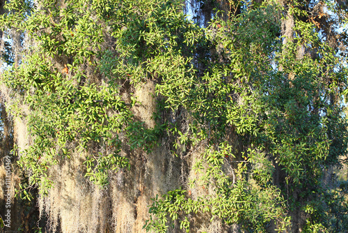 Spanish Moss (Tillandsia usneoides) grows thick in the forest of central Florida photo