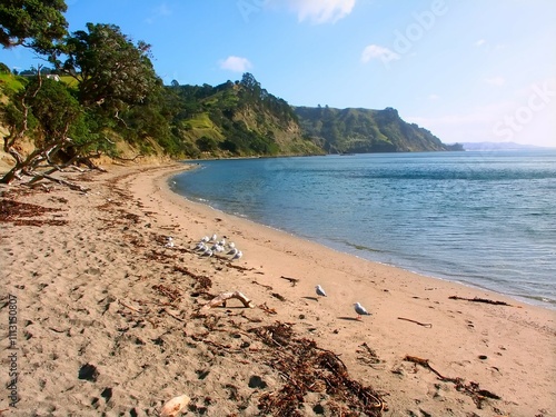 Beach at Goat Island Marine Reserve of New Zealand photo