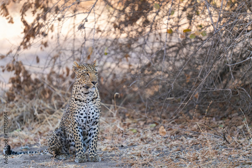 Beautiful Leopardess Sitting In South Luangwa National Park   photo