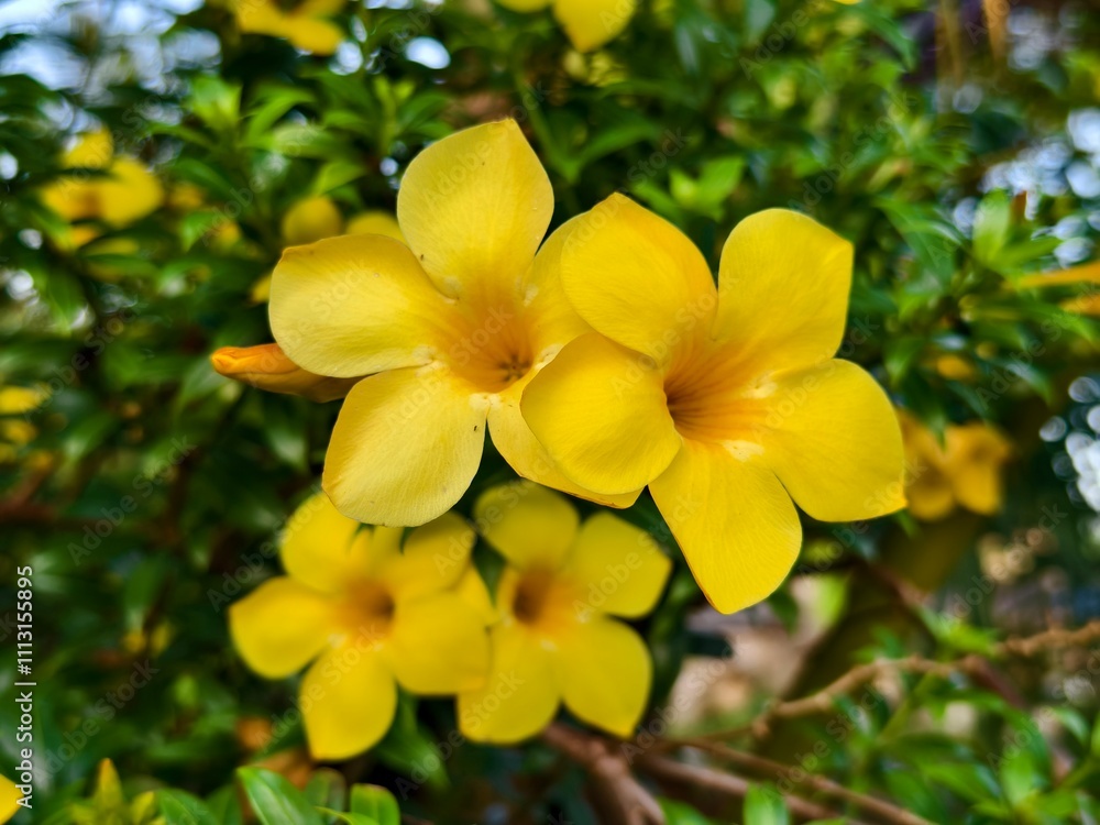 Obraz premium alamanda flower (Allamanda cathartica) in the morning