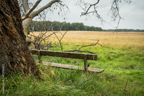 Lonely wooden bench in nature overlooking a field of yellow grass