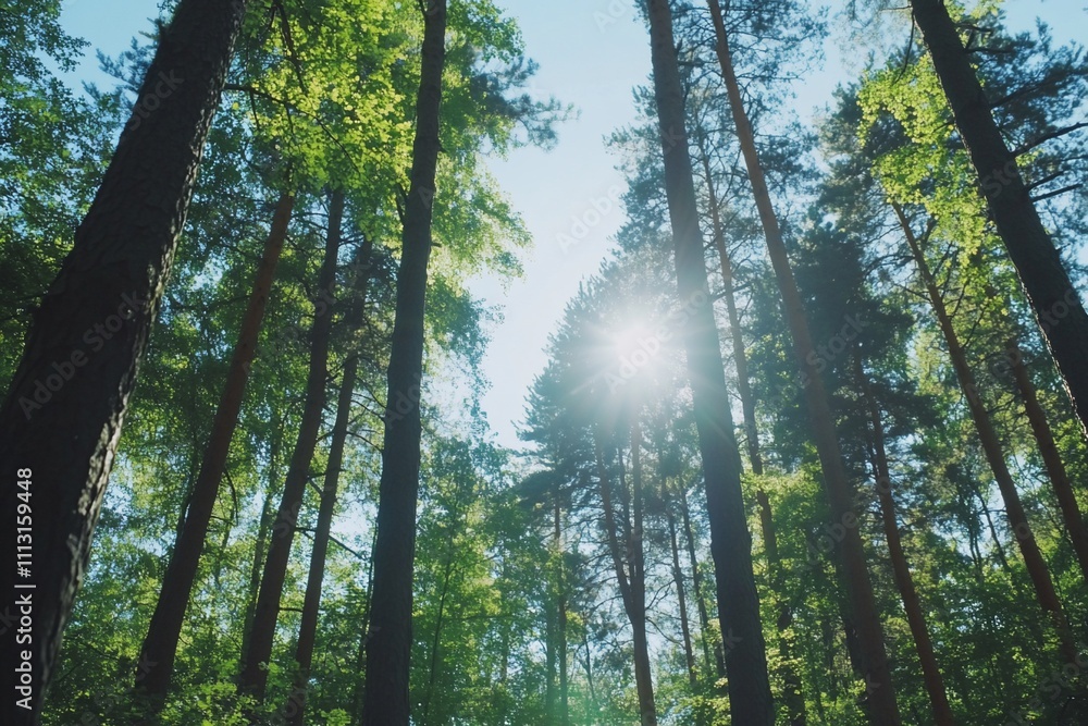 Fototapeta premium Sunlight filtering through tall trees in a lush forest.
