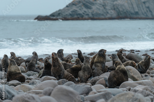 Fur seals on the wild beach in the Pacific Ocean photo