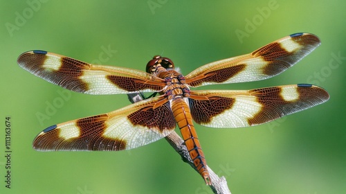 A dragonfly with intricate patterned wings perched on a twig, displaying a beautiful mix of brown and cream colors against a blurred green background. photo