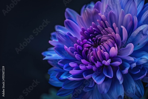 Close-up of a vibrant purple chrysanthemum flower with intricate petals showcasing deep hues and soft gradients against a dark background.