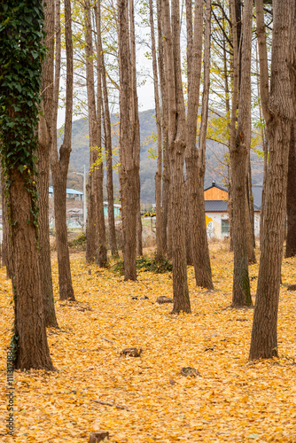 Wallpaper Mural yellow ginkgo leafs on the ground in South Korea Torontodigital.ca
