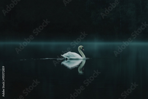 Dreamy and Elegant White Swan Concept photo