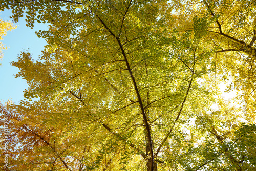 Golden ginkgo leaves in the park