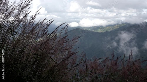 time lapse Dramatic sky and a dancing field of fountain grass, Vertical view of reed flower stirred by the wind on a mountain meadow