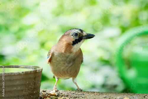 Garrulus glandarius a jay at a feeding station with a water bowl looks around attentively photo