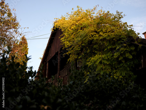 Old house covered with plant photo