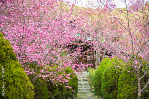 Vibrant Cherry Blossom Garden with Wooden House photo