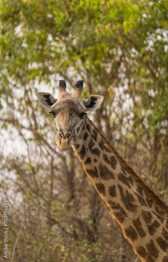A Giraffe Looking At The Camera, Vertical Portrait A Giraffe Looking At The Camera, Vertical Portrait