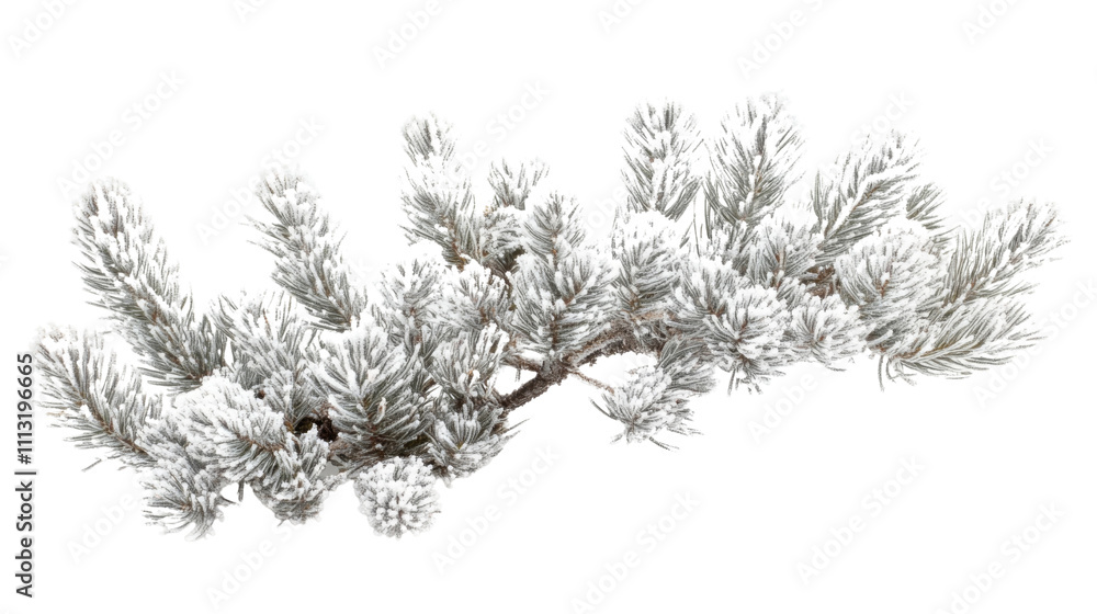 Fototapeta premium Pine branch covered with snow transparent background