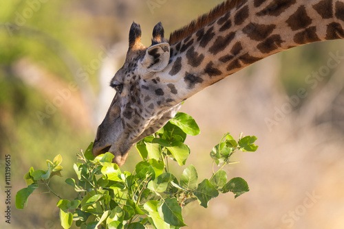 Giraffe Eating Leaves From A Tree Close-Up   photo