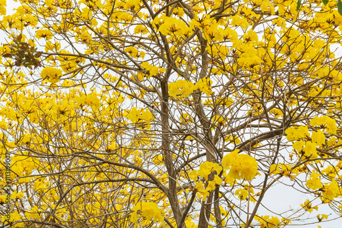 Vibrant Yellow Trumpet Tree in Bloom photo