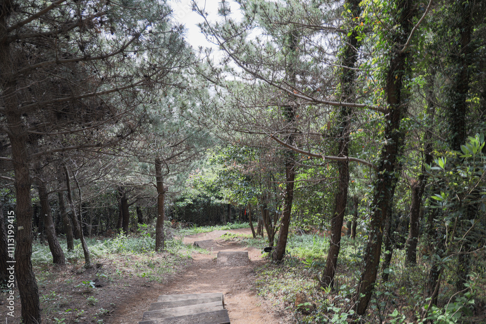 Naklejka premium 산을 올라가는 삼나무 숲길, 제주 제주시 구좌읍 종달리 지미봉