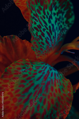 Vibrant orange orchid illuminated photo