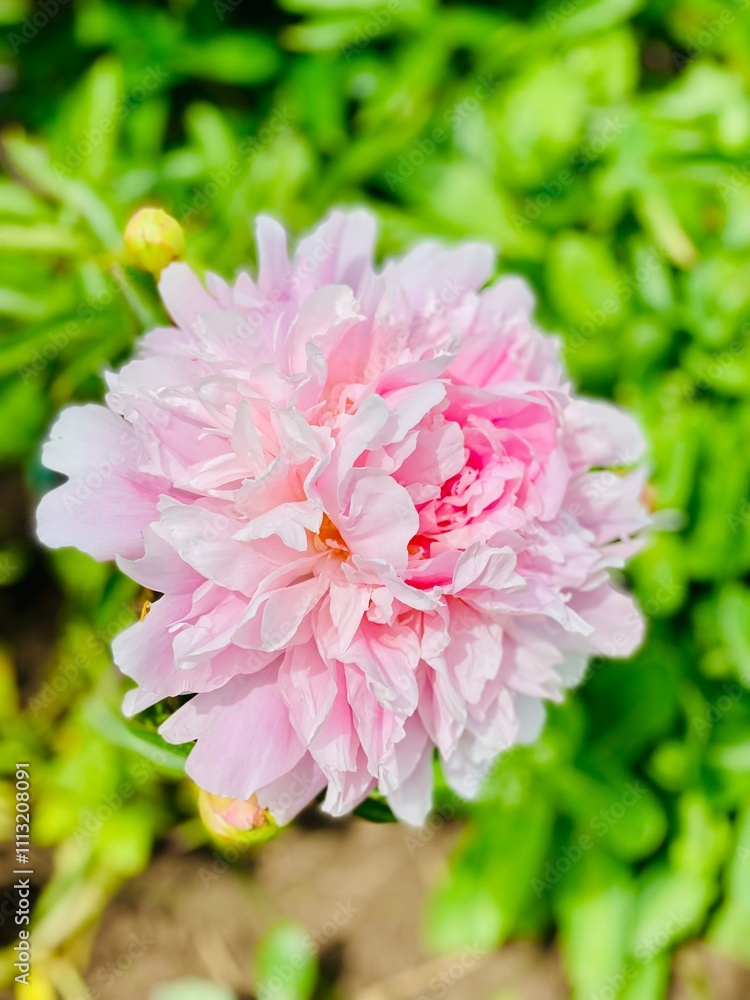 Fototapeta premium pink dahlia flower